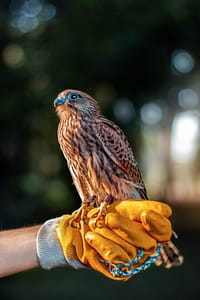 hawk on a person's hand