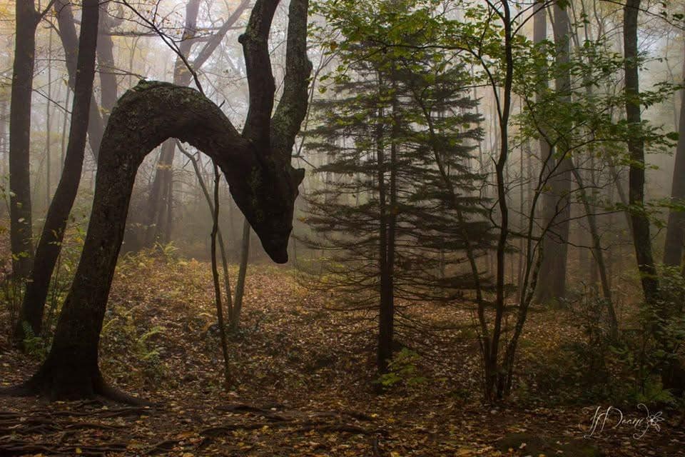 Blue Ridge Mountain Dragon Tree Photo
