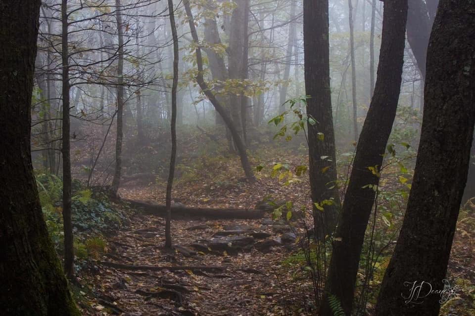 Photo of the Dragon Tree Surroundings